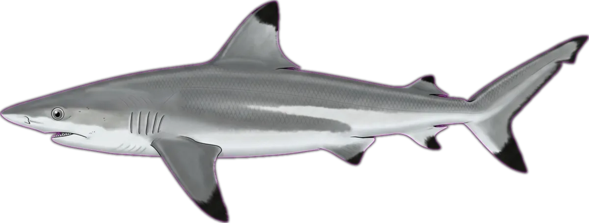 Spot-tail Shark illustration