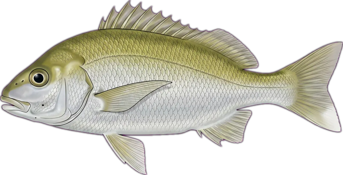 Spotted Grunter illustration
