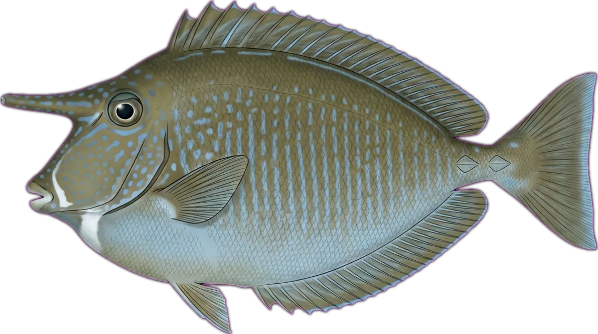 Spotted Unicornfish illustration