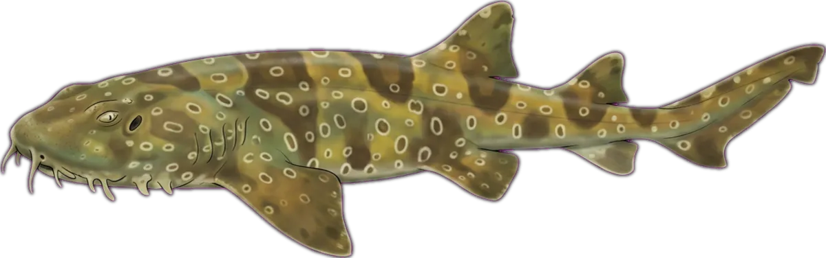 Spotted Wobbegong illustration