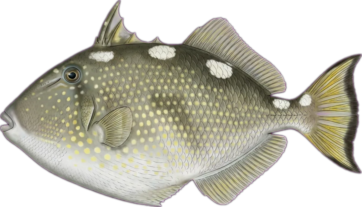 Starry Triggerfish illustration