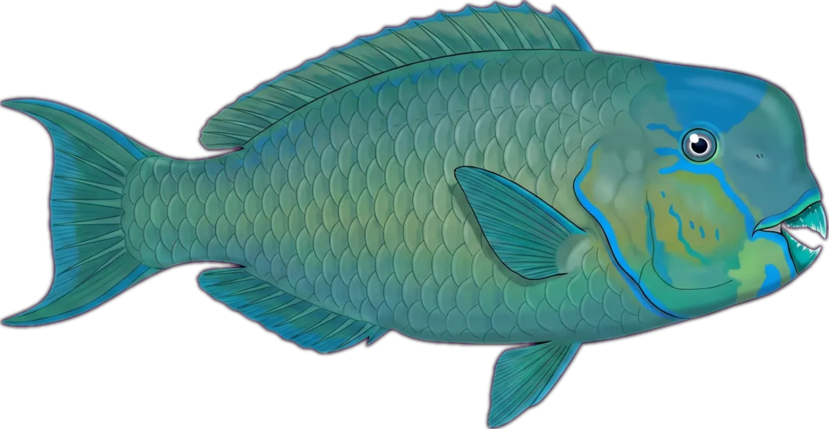 Steephead Parrotfish illustration