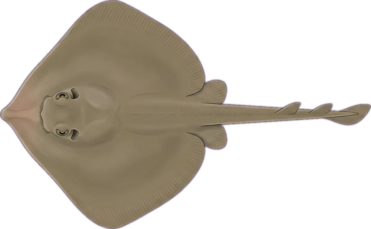 Common Stingaree illustration