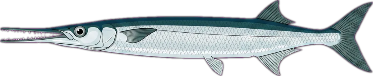 Stout Longtom illustration
