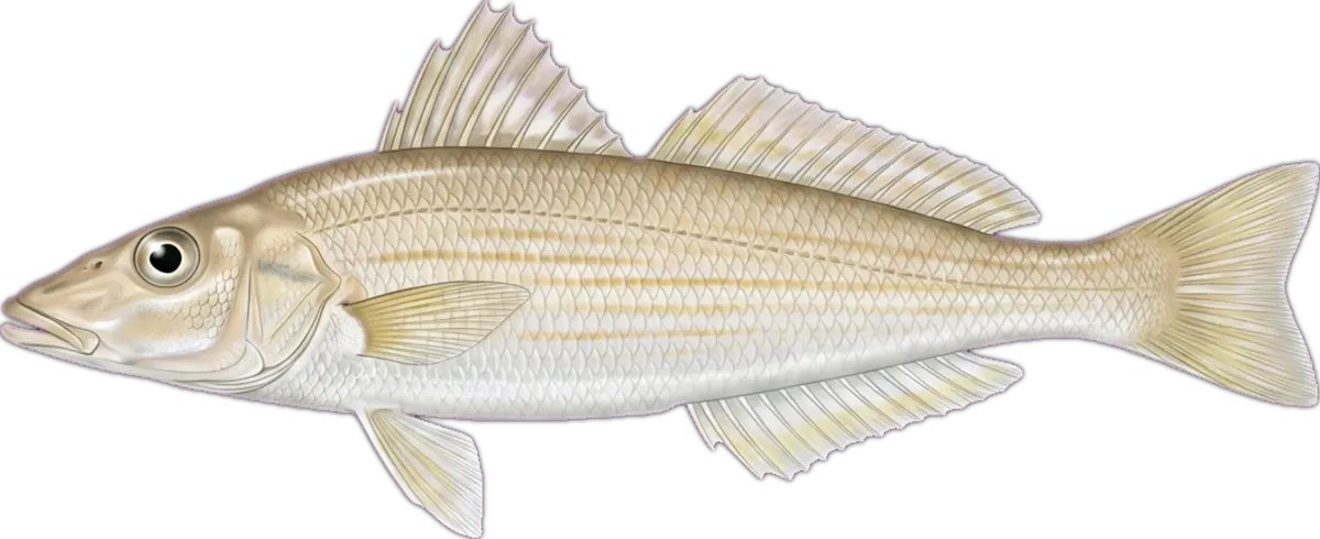 Stout Whiting illustration