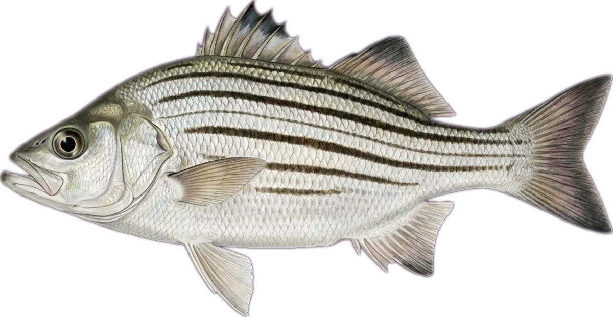 Eastern Striped Trumpeter illustration