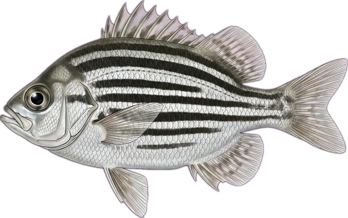 Striped Perchlet illustration