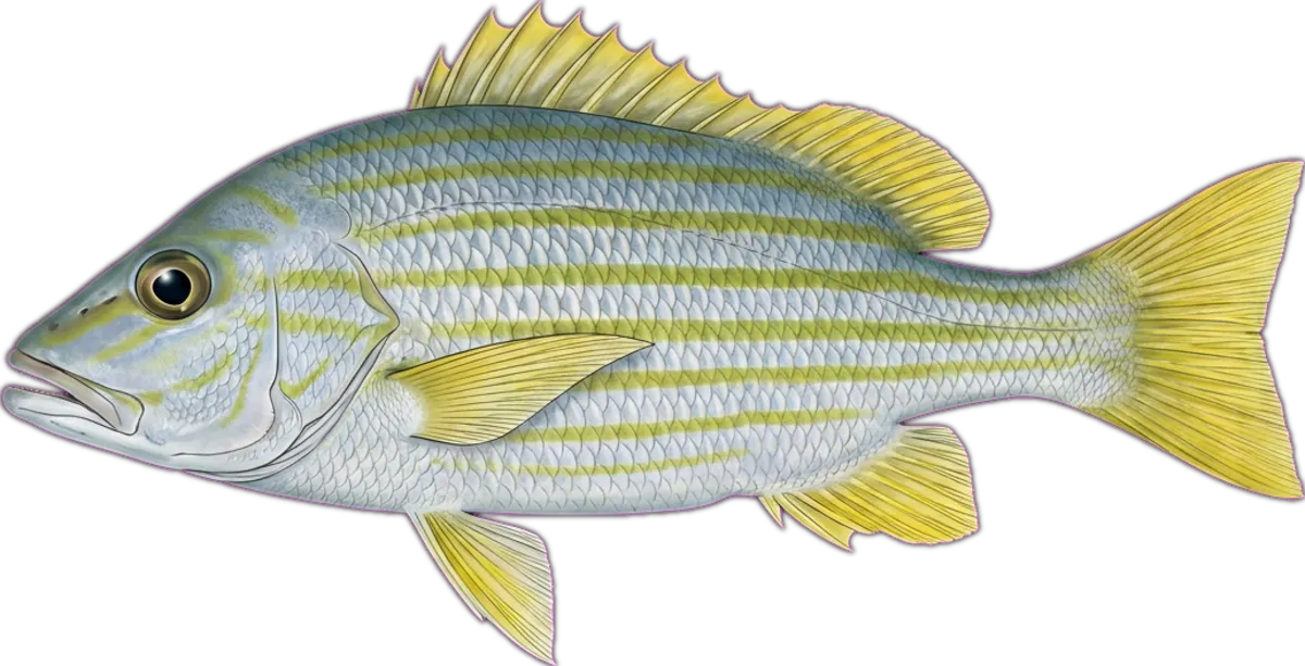 Stripey Snapper illustration