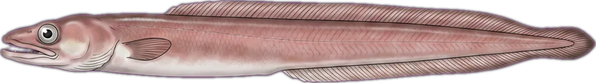 Swollenhead Conger illustration