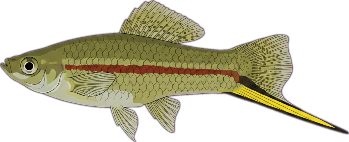 Swordtail illustration