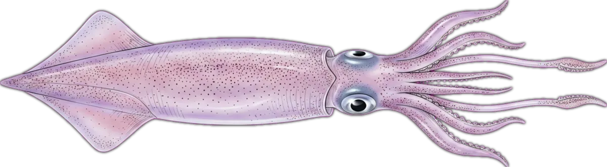 Swordtip Squid illustration
