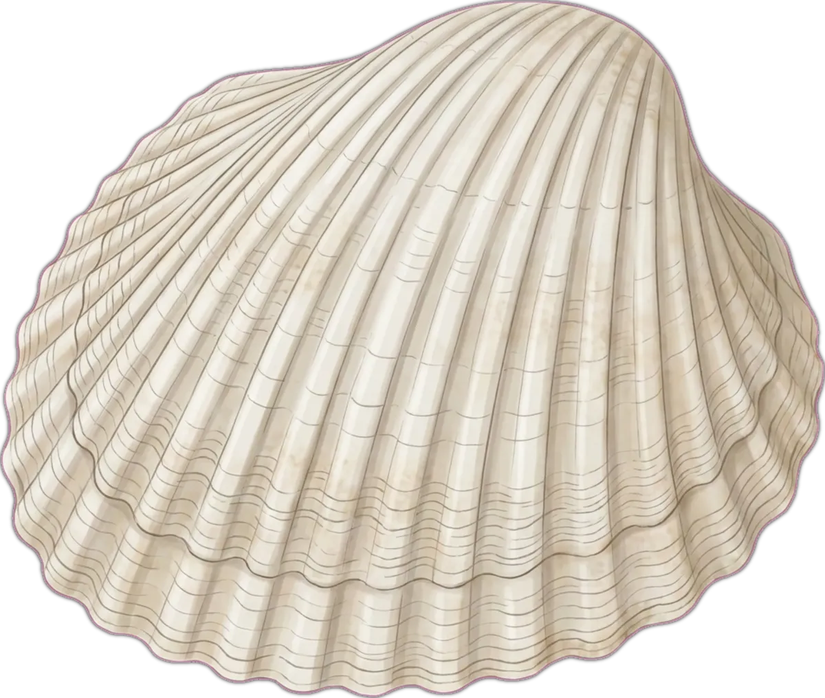 Sydney Cockle illustration