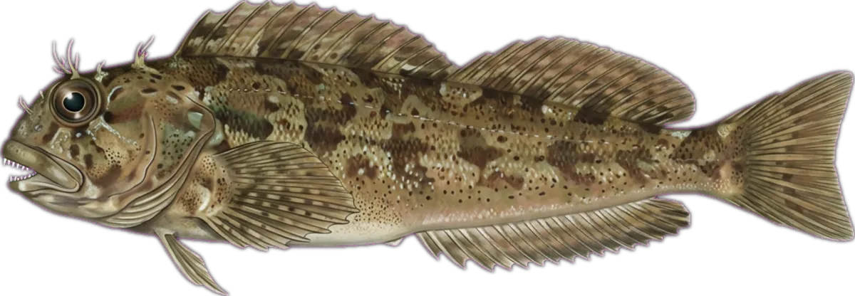 Tasmanian Blenny illustration