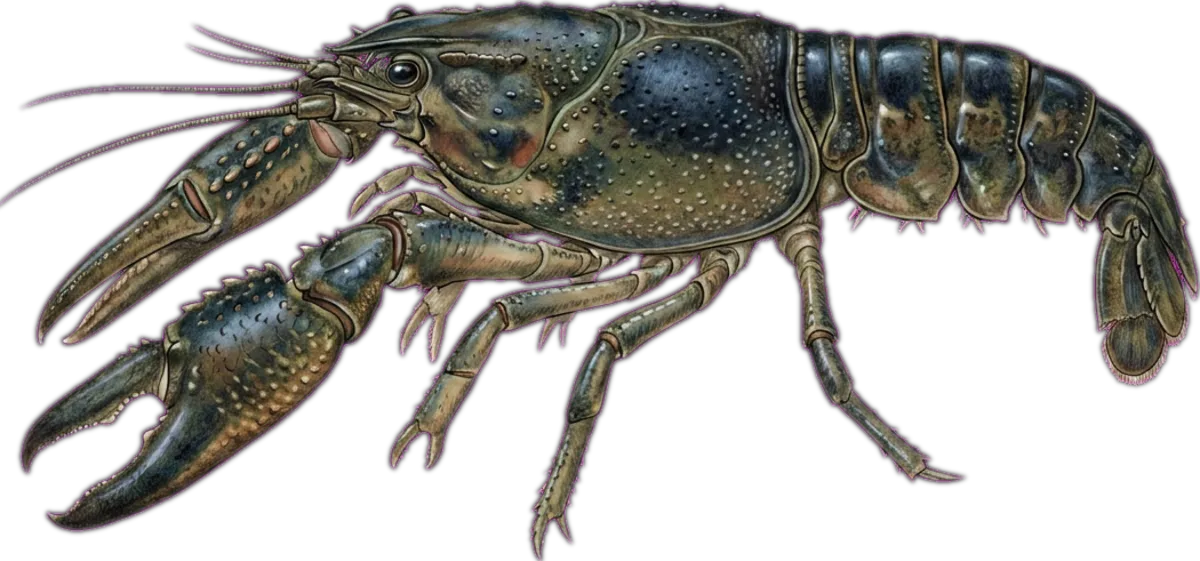 Tasmanian Giant Freshwater Crayfish illustration