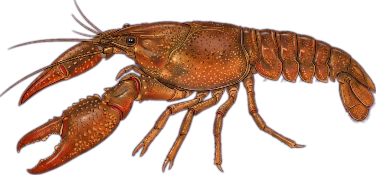 Tasmanian Stream Crayfish illustration