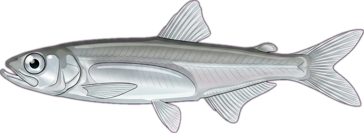 Tasmanian Whitebait illustration