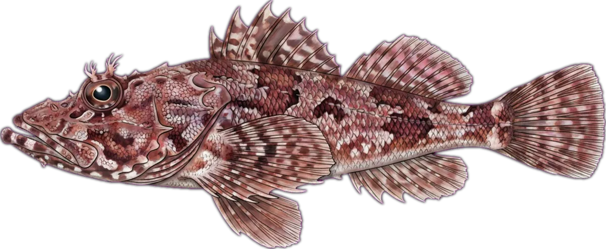 Tasselsnout Flathead illustration