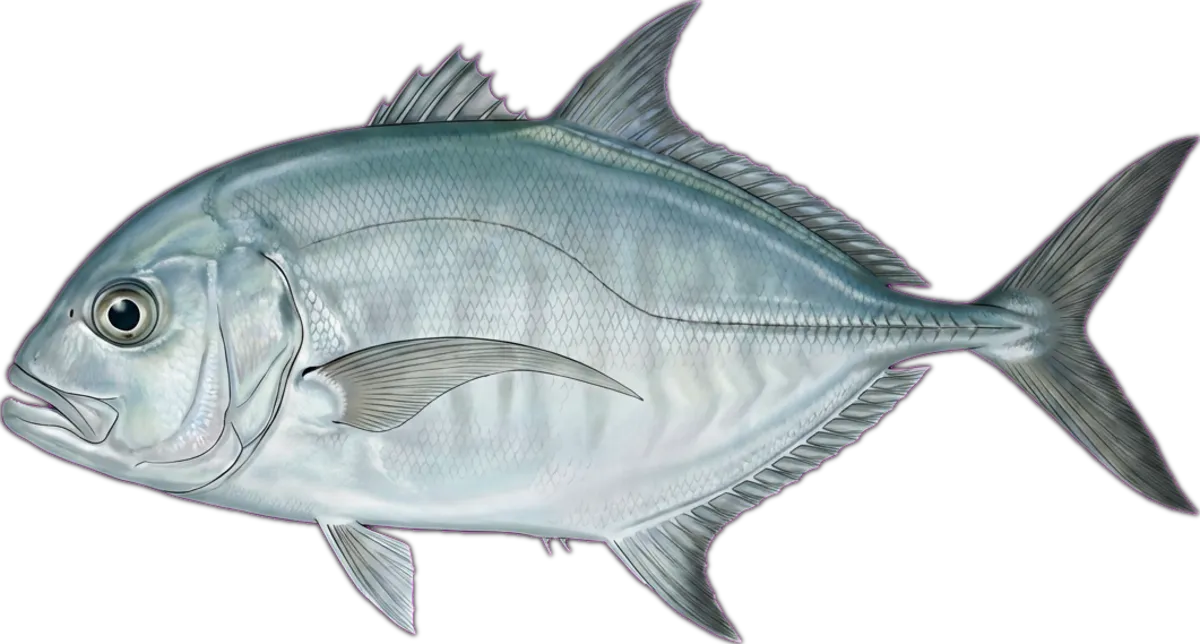 Tea-leaf Trevally illustration