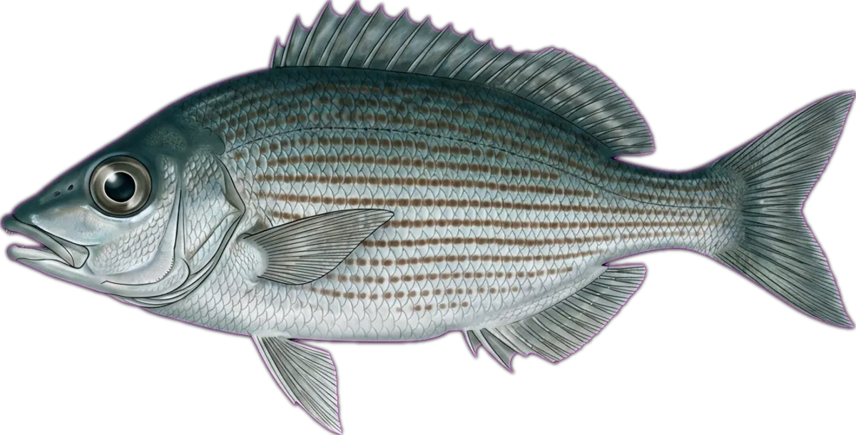Telescopefish illustration