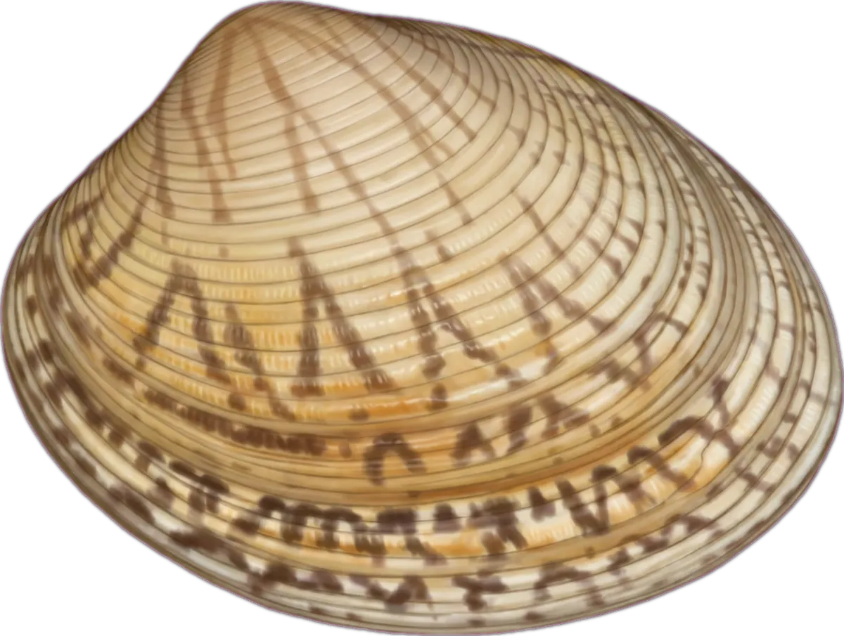 Thick-ridged Mud Cockle illustration