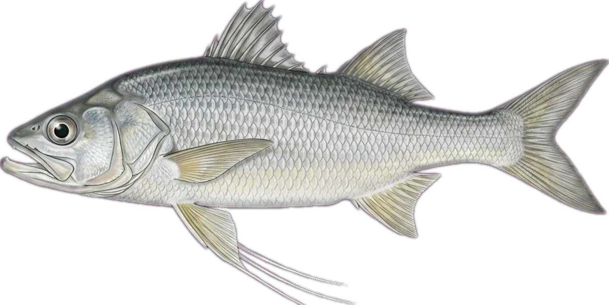 King Threadfin Salmon illustration