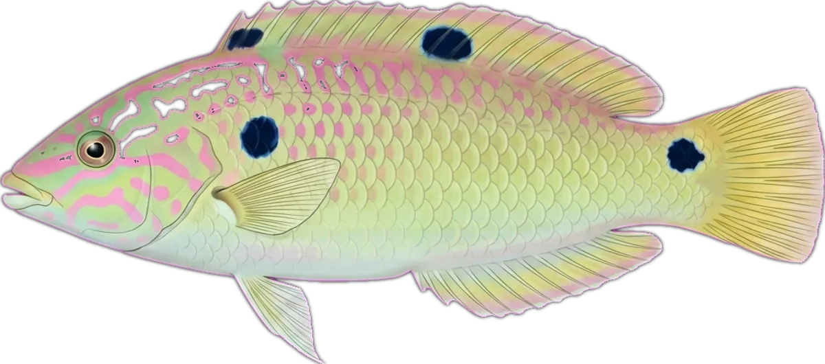 Threespot Wrasse illustration