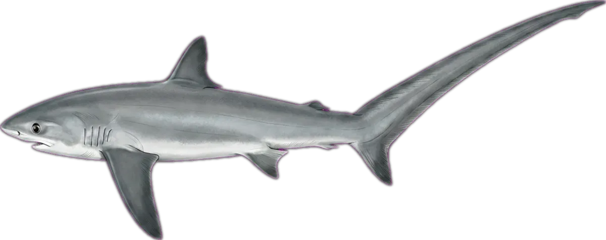 Thresher Shark illustration