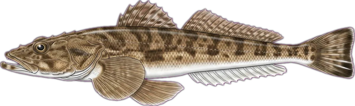 Tiger Flathead illustration