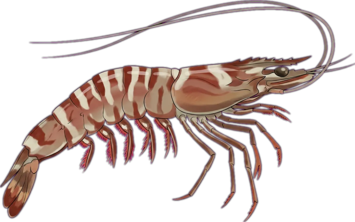 Black Tiger Prawn illustration
