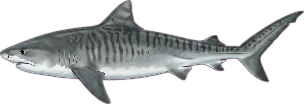 Tiger Shark illustration