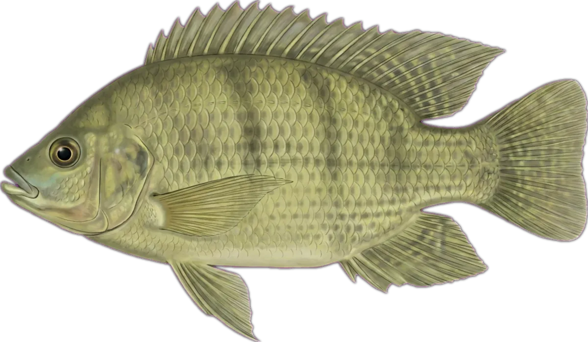 Mozambique Tilapia illustration