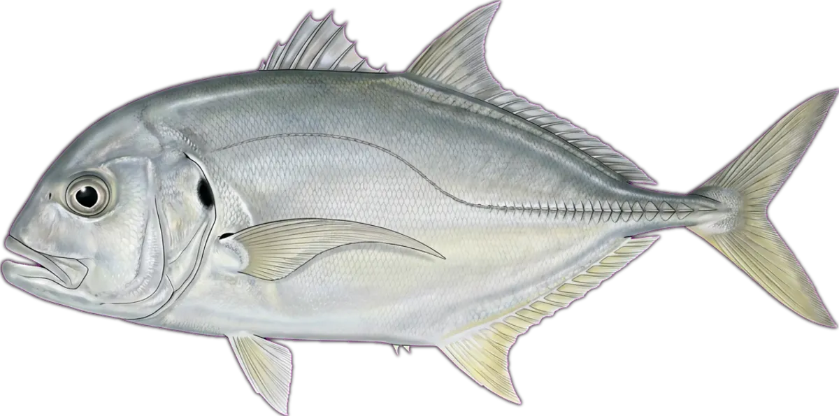 Tille Trevally illustration