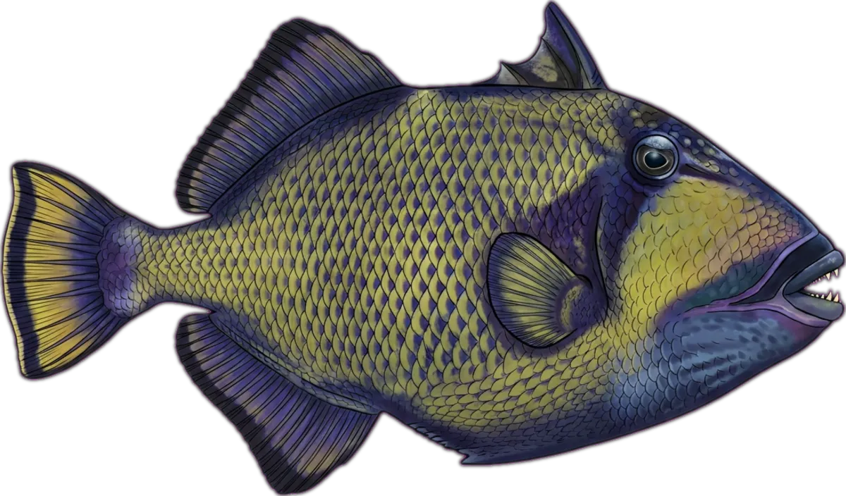 Titan Triggerfish illustration