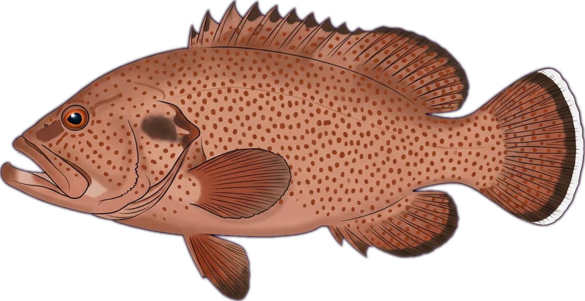 Tomato Rockcod illustration