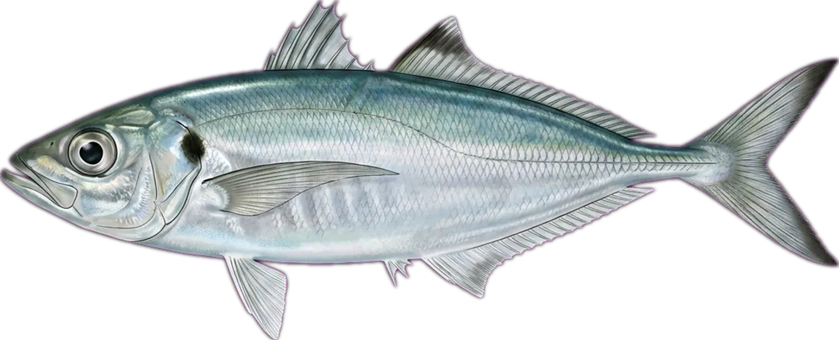 Torpedo Scad illustration