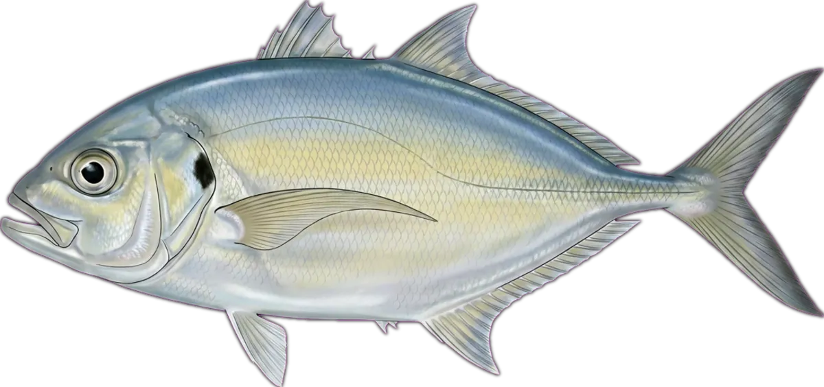 Silver Trevally illustration