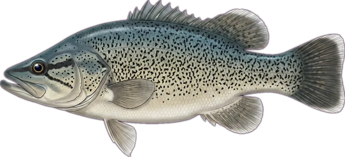 Trout Cod illustration
