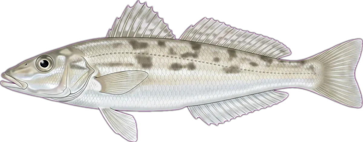 Trumpeter Whiting illustration