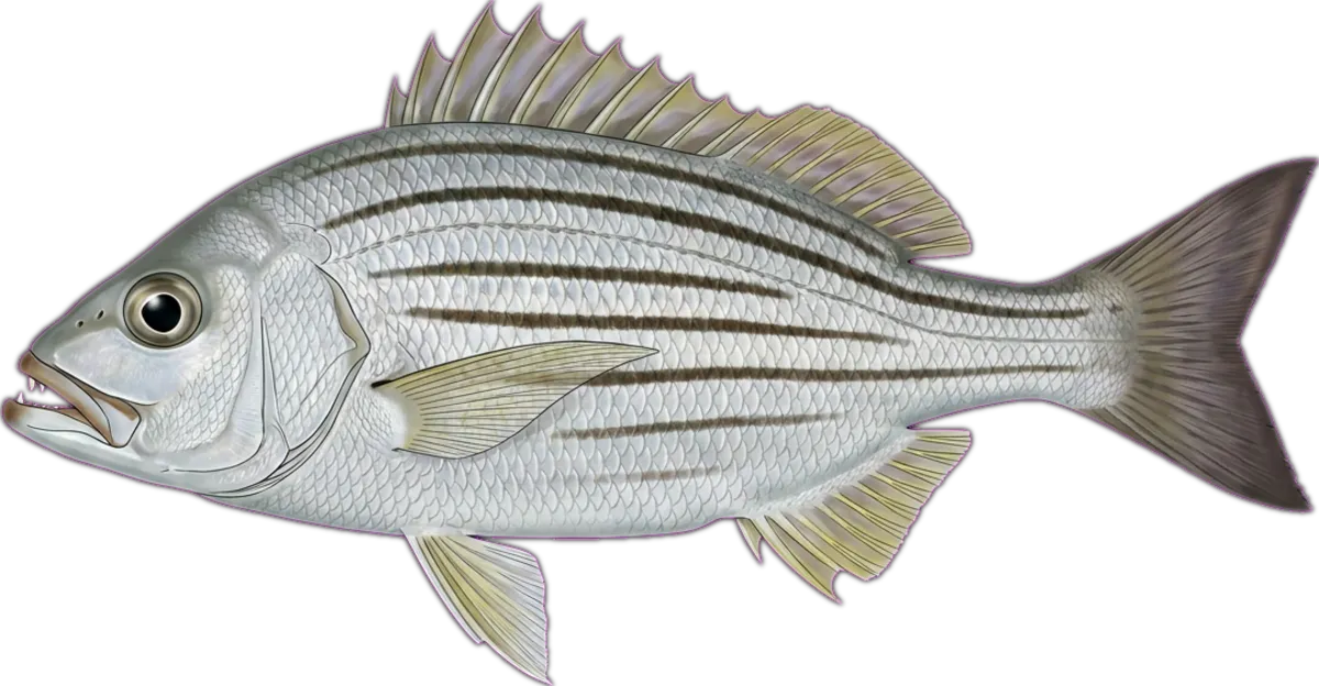 Yellowtail Trumpeter illustration