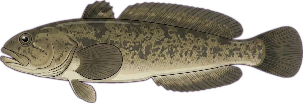 Two-spined Blackfish illustration