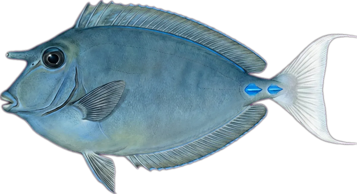 Bluespine Unicornfish illustration