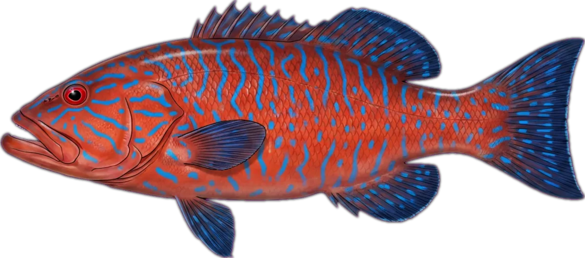 Vermicular Cod illustration