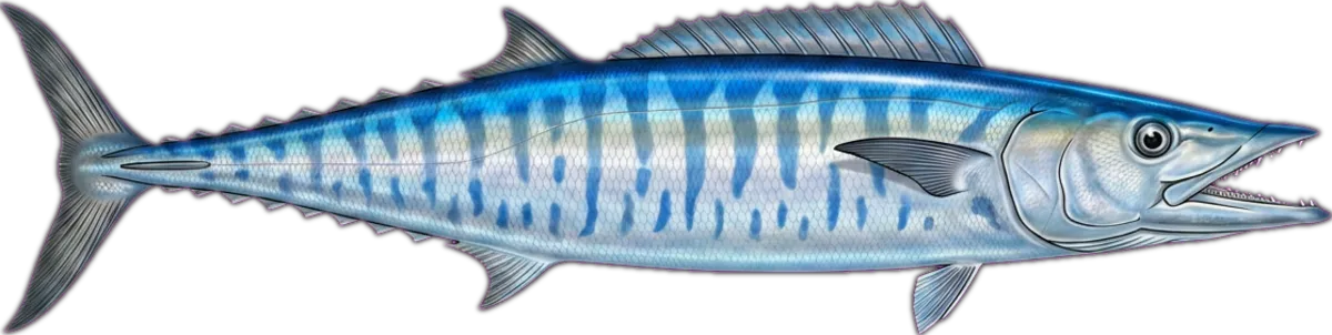 Wahoo illustration
