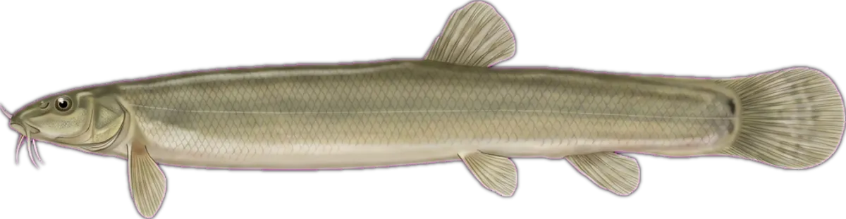 Oriental Weather Loach illustration