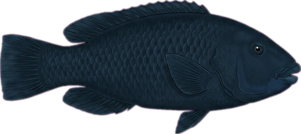 Western Blue Groper illustration