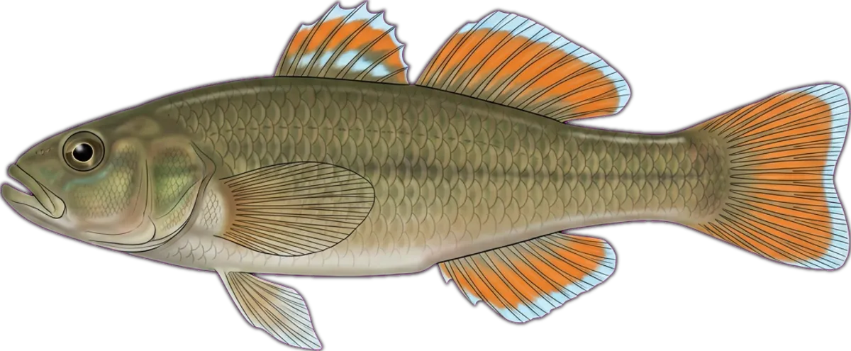 Western Carp Gudgeon illustration