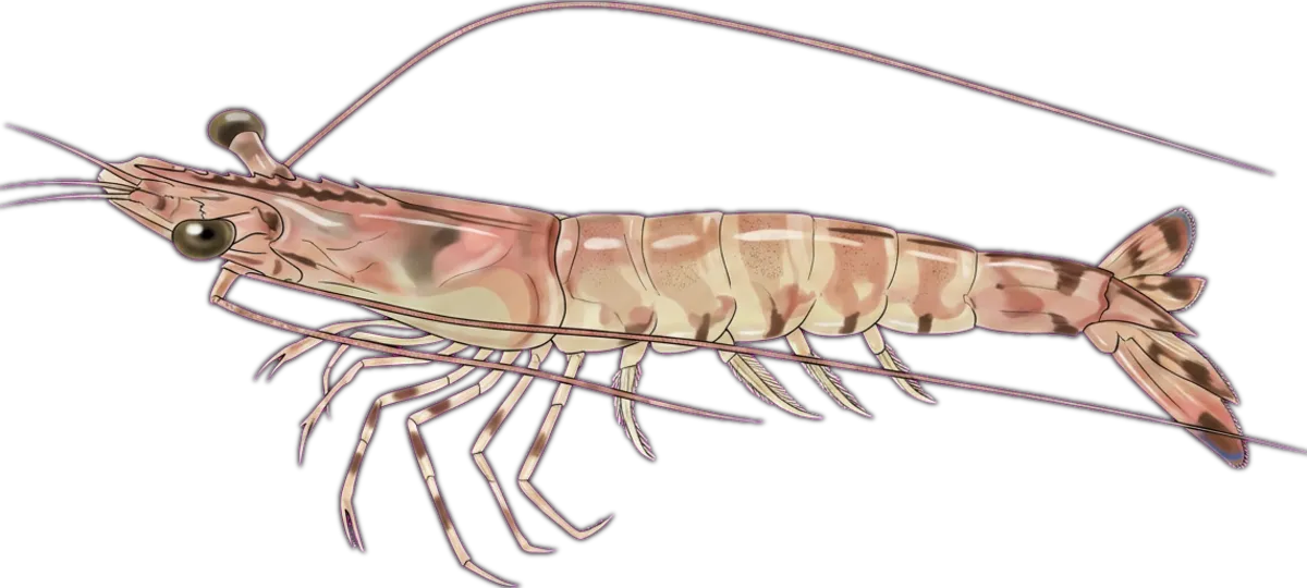 Western King Prawn illustration