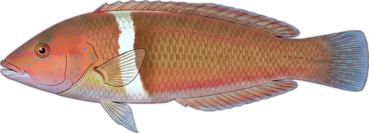 Western King Wrasse illustration