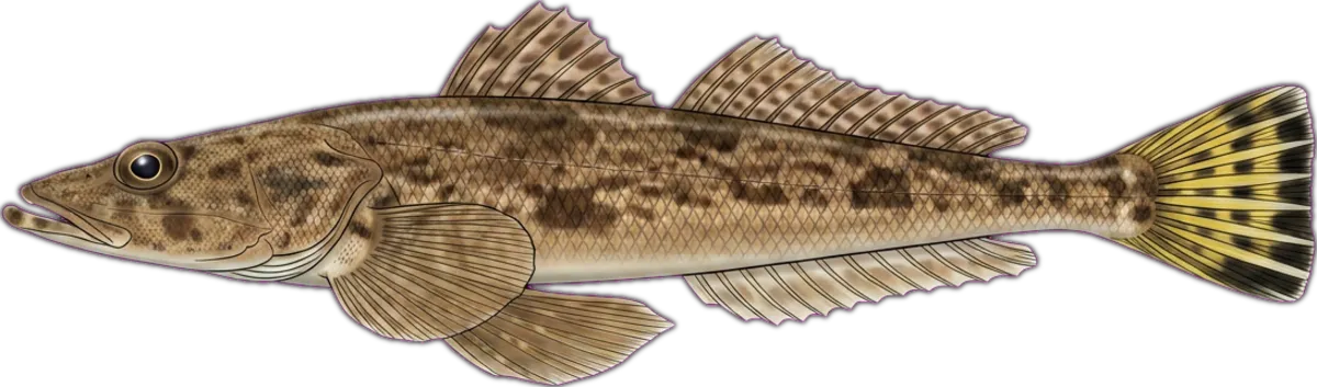 Western Sand Flathead illustration