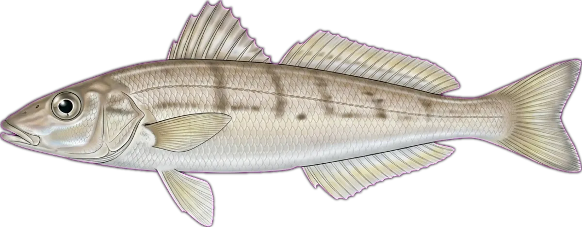 Western School Whiting illustration